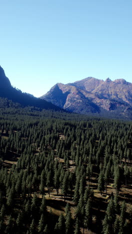 stunning aerial view of a mountainous forest