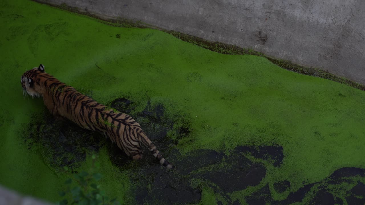 Bengal tigers relax in the water