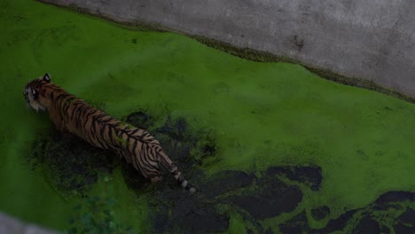 Los-Tigres-De-Bengala-Se-Relajan-En-El-Agua.