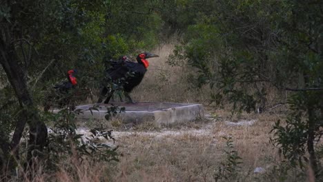 grupo de pájaros hornbill terrestres del sur explorando el desierto del parque nacional kruger
