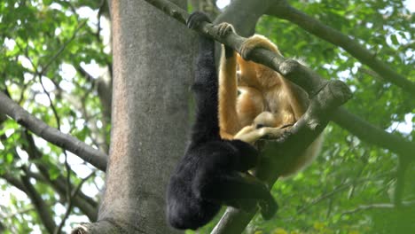 Ein-Schwarzschopfgibbon-Und-Ein-Gelbwangengibbon-Spielen-Mit-Ihrem-Baby-In-Den-Bäumen