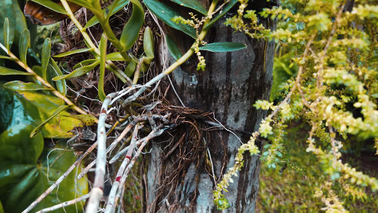 비가 내린 후 식물에서 떨어지는 물방울, 느린 동작