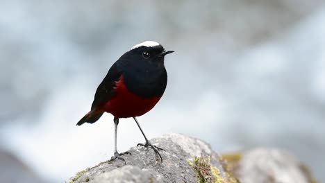 el colirrojo de cabeza blanca es conocido por su hermosa corona blanca, alas de color azul oscuro negruzco y marrón debajo de las plumas y su cola comienza con rojo