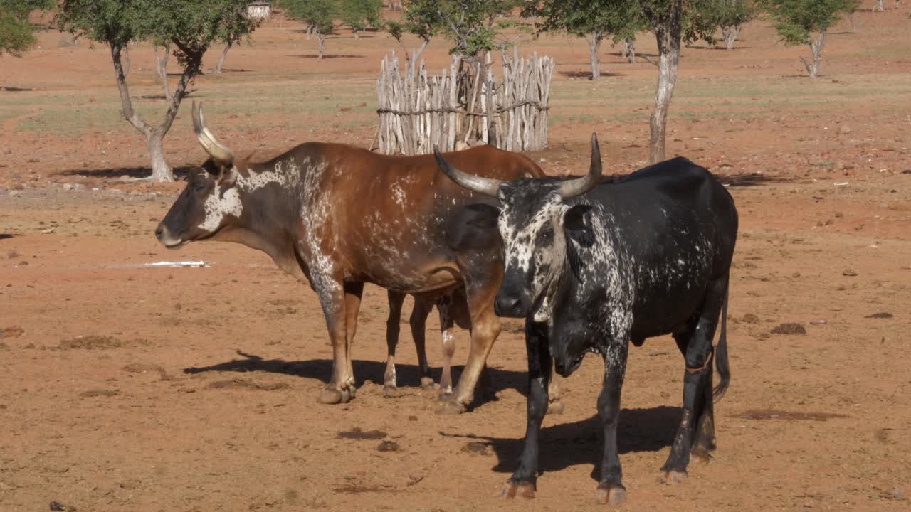 cattle browsing near himba village