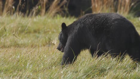 Schwarzer-Bär,-Der-Grünes-Gras-Auf-Einem-Feld-Isst