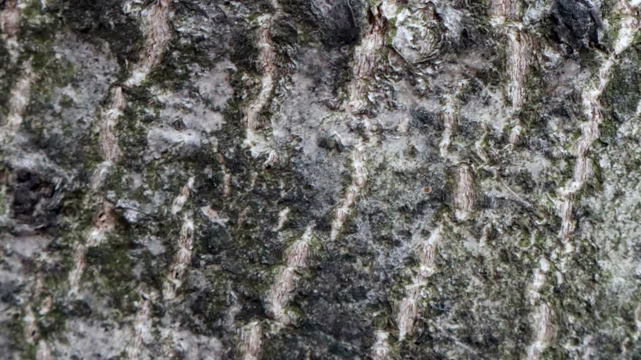 fondo de textura de madera animada útil para efectos de películas antiguas utilizando la herramienta de opacidad o luma matte