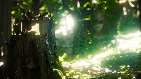 sunlight rays pour through leaves in a rainforest