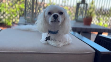 un lindo perro maltés blanco descansando en la sombra en los muebles del patio trasero, de cerca