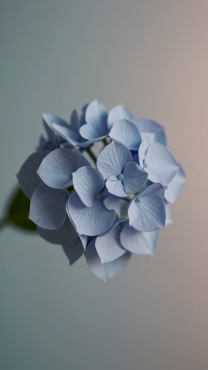 Close-up video of a delicate blue hydrangea against a soft gradient background