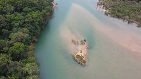 frondosos árboles verdes con aguas cristalinas