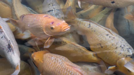 una masa de peces koi grandes y coloridos respira aire
