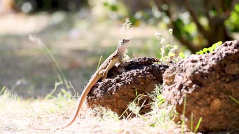 el lagarto mira y se esconde detrás de un montículo de tierra.
