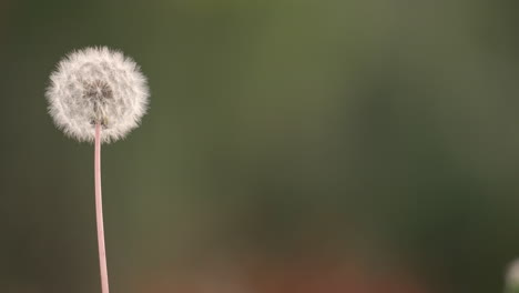 una sola cabeza de semilla de diente de león común balanceándose en el viento