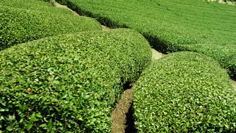 granja de campo de té verde en uji, japón