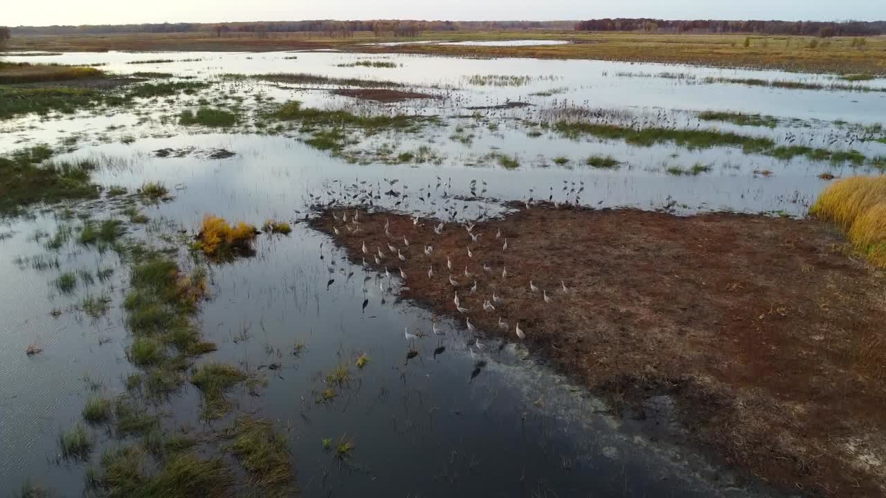 An aerial view of a wetland with small islands of vegetation in the water, surrounded by reeds and golden grasses along the shore.