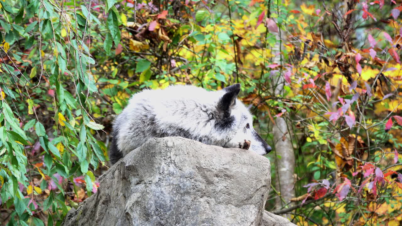 un lobo gris de las montañas rocosas del norte descansa sobre una roca con follaje otoñal en el fondo