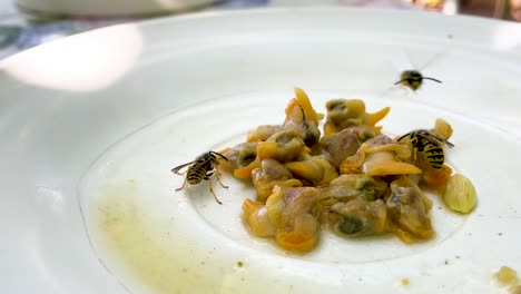 wasps on a plate of clams