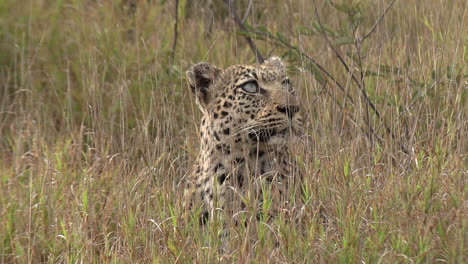 Stealthy-Leopard-Laying-in-Tall-Grass-of-African-Wilderness