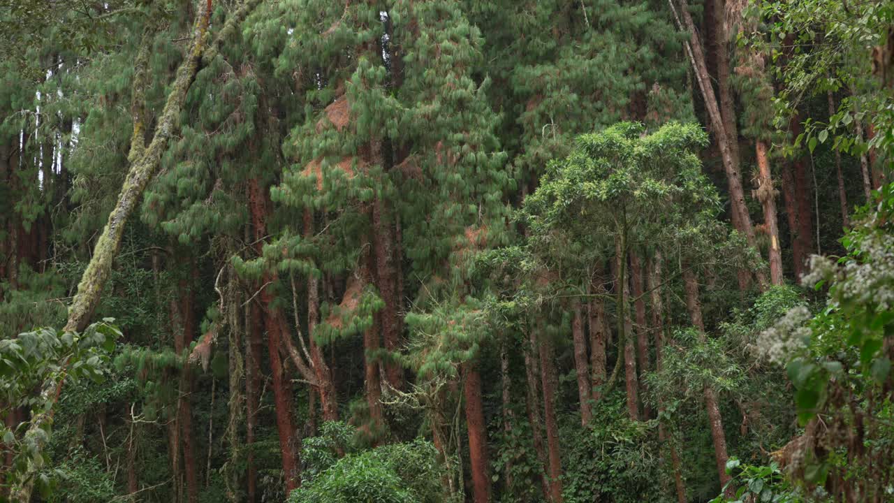 Pineta sempreverde, bosco fitto, chioma, foresta pluviale tropicale andina, Colombia