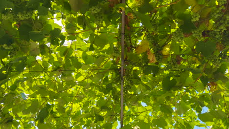 Vine-plant-roofing-in-the-back-yard