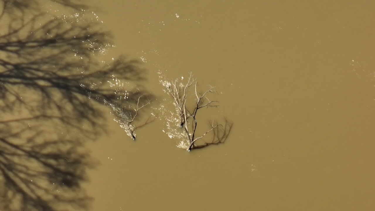 미국 테네시 주 로어 해치 국립 야생동물 보호구역 (lower hatchie national wildlife refuge) 에서 강과 건조한 벌거벗은 나무 위를 날아다니고 있습니다.