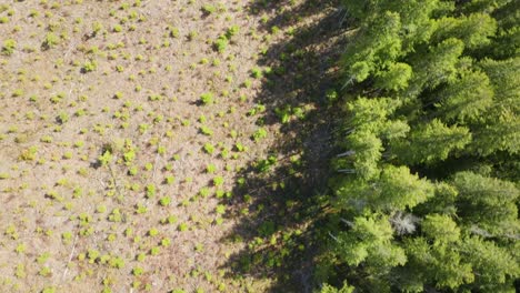 cortes en los bosques del noroeste del pacífico en columbia británica canadá