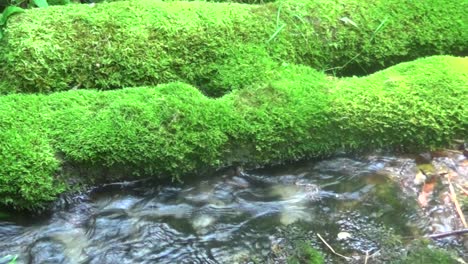 una vieja rama en el agua con hierba en ella