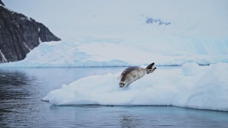 seal resting on iceberg in antarctica