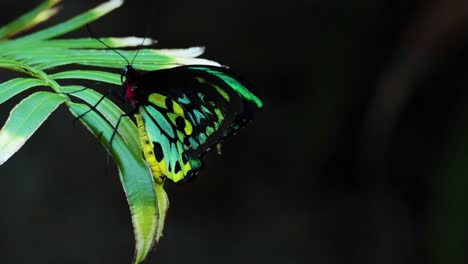 butterfly resting on a leaf in melbourne zoo