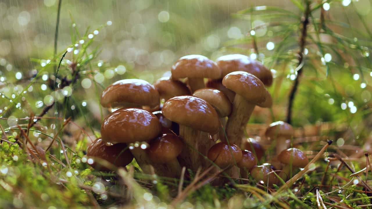 Опята (Armillaria) в солнечном дождливом лесу