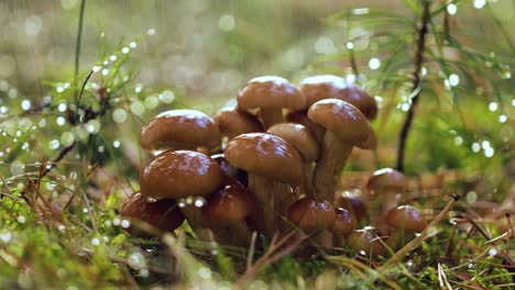 Armillaria-Pilze-Aus-Honigpilz-In-Einem-Sonnigen-Wald-Im-Regen.