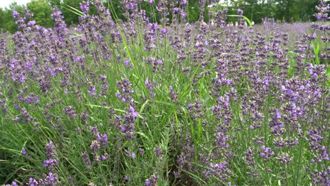 a beautiful scene of purple wildflowers that move under the effect of the wind