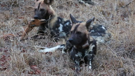 Dos-Perros-Salvajes-Africanos-Comiendo-Un-Cadáver-Animal,-Un-Perro-Tiene-Un-Collar-De-Rastreo-Visible