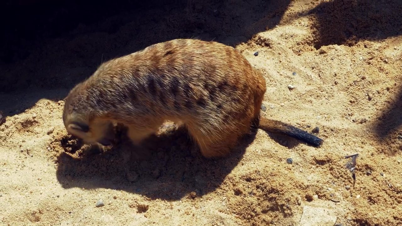 A meerkat energetically digs into sandy soil under bright sunlight. Ideal for wildlife documentaries or educational content.