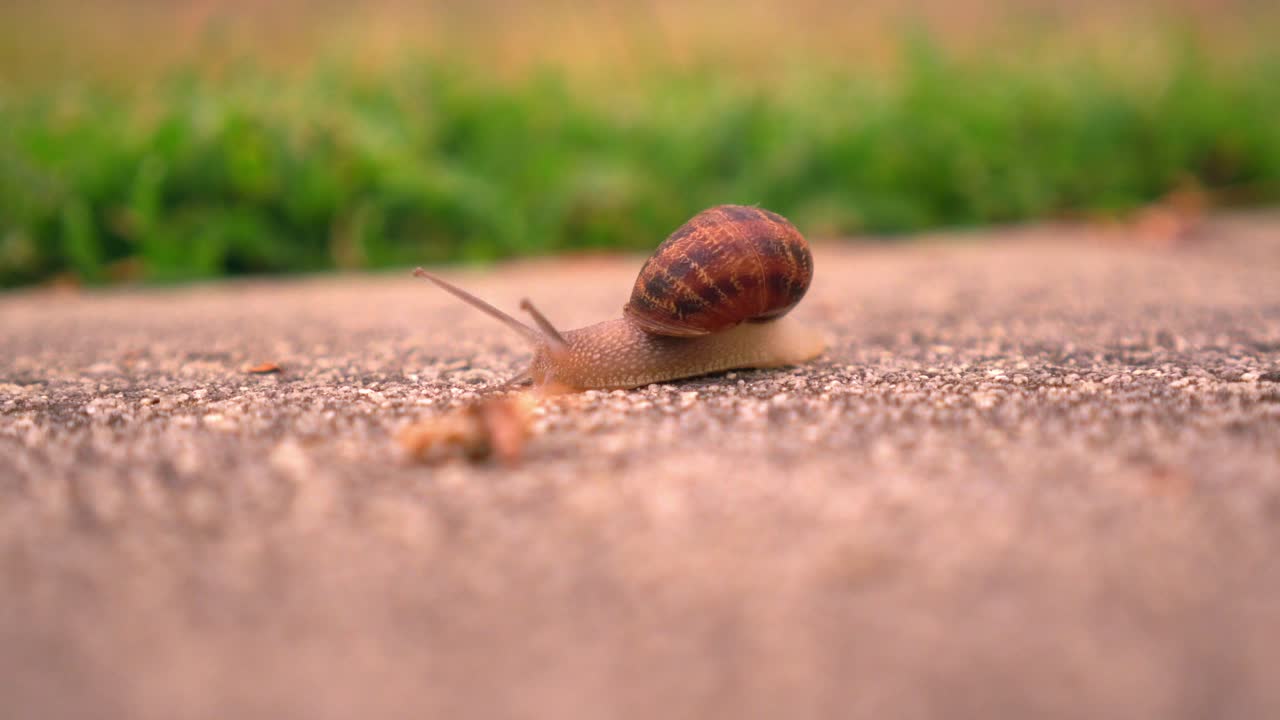 Snail on pavement