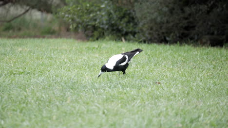 australian magpie feeding on the grass