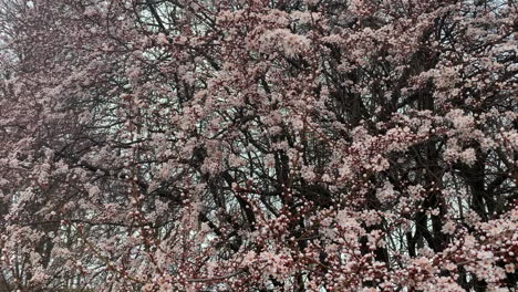 spring cherry blossoms swaying in the wind in europe