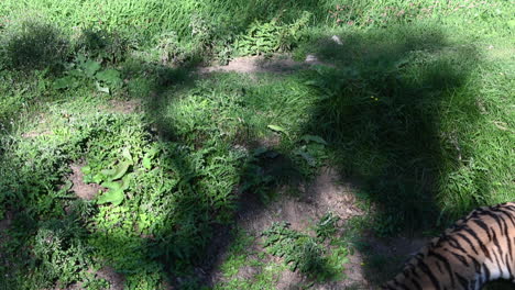 a-tiger-leaves-a-grassy-field-to-go-in-the-shade