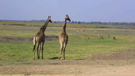 un par de jirafas maduras vigilan la sabana ventosa llena de antílopes