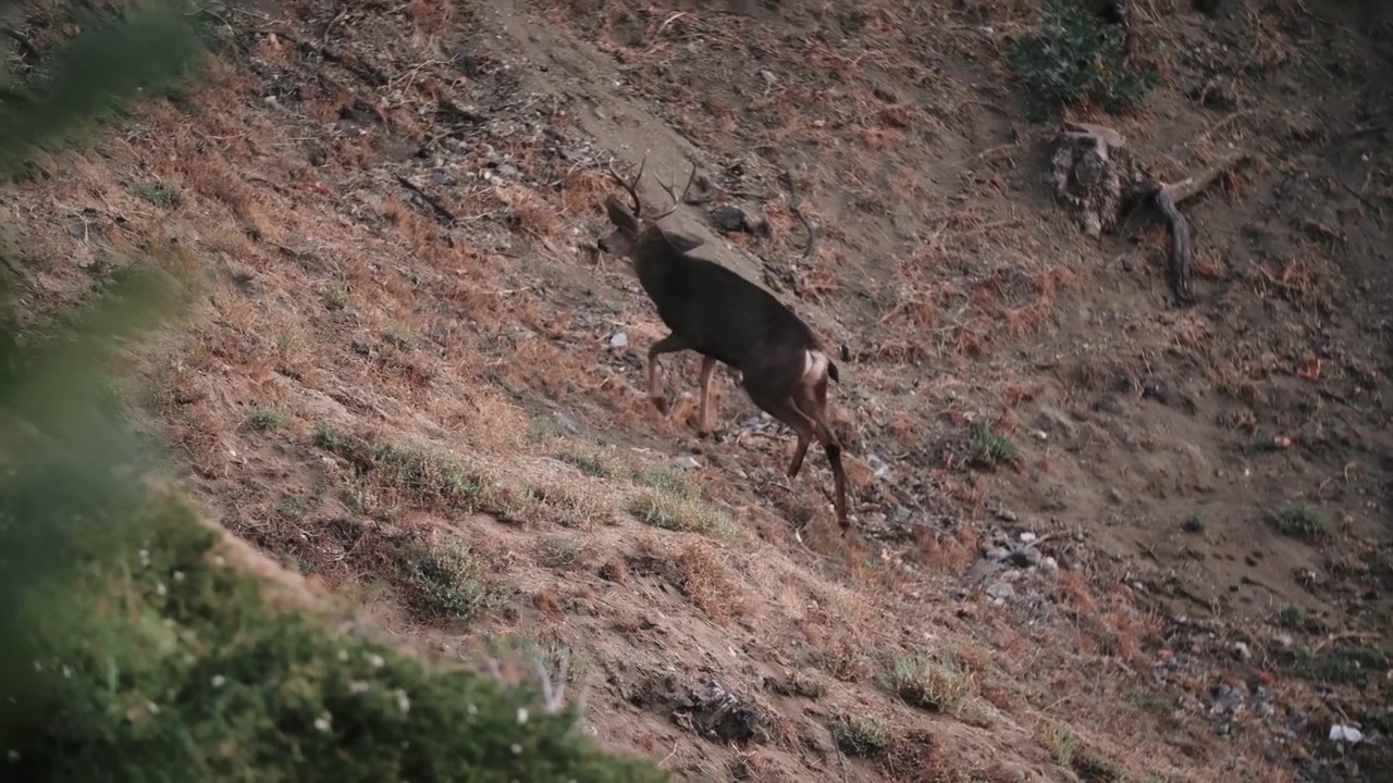 Cervo mulo maschio adulto in piedi, autunno, palchi da trofeo, caccia
