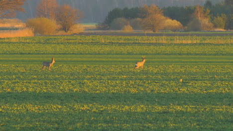 Two-European-roe-deer-eating-on-a-rapeseed-field-in-the-evening,-golden-hour,-medium-telephoto-shot