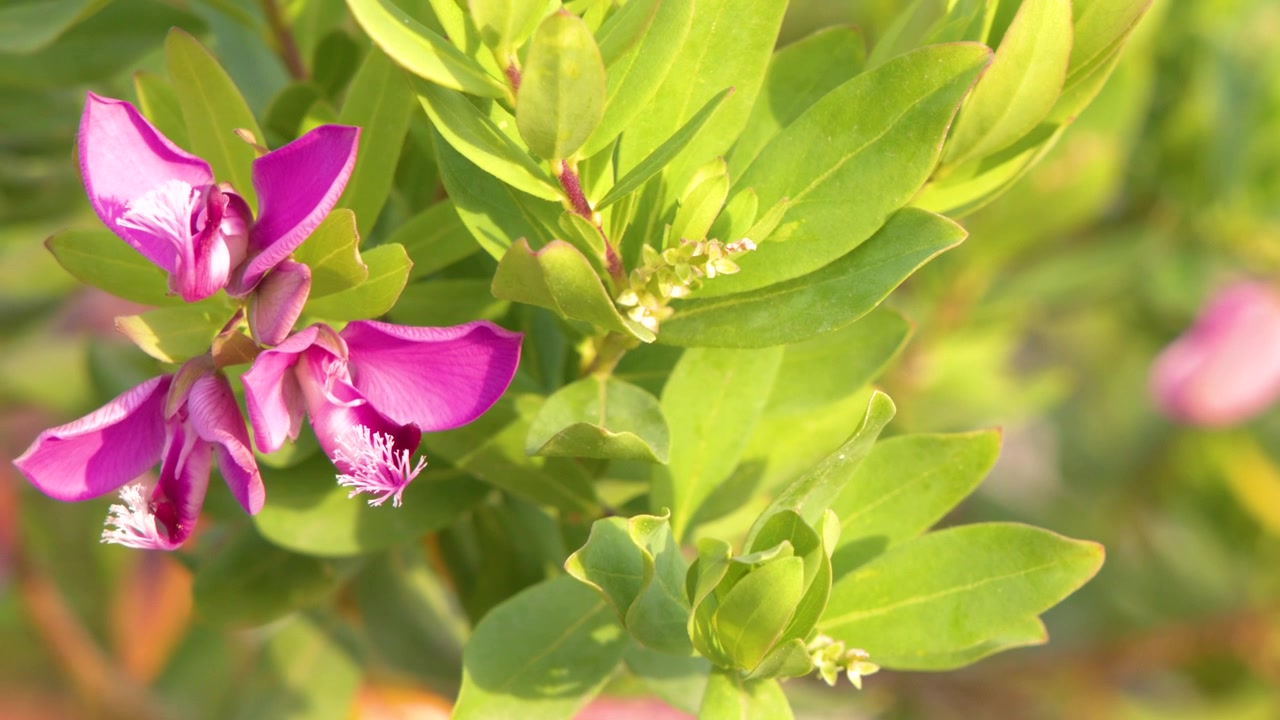 Fiori di pisello odoroso rosa vivace ondeggiano delicatamente tra foglie verdi alla luce naturale del giorno.