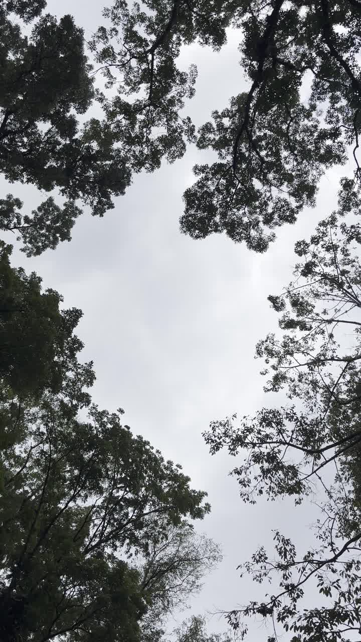 Guardando in alto un cielo coperto attraverso rami di alberi verdi