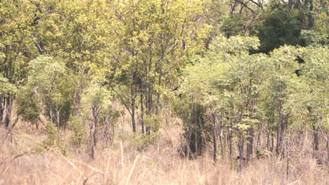 impala antelope running behind bush thicket in african savannah