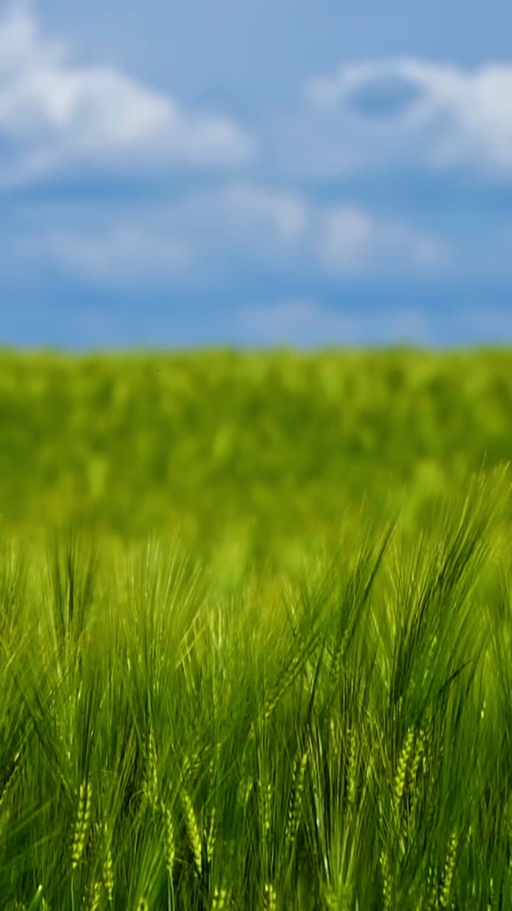 Grow of fresh plants in spring. Green spikelets swaying in wind. Not ripe agricultural plants on field.Green background under blue sky. Vertical video