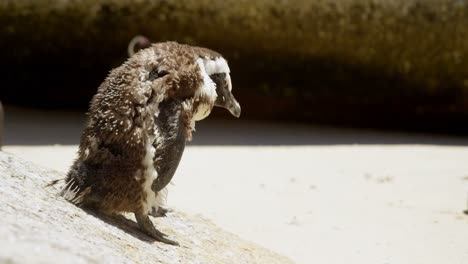 Young-penguin-birds-in-the-beach-4k