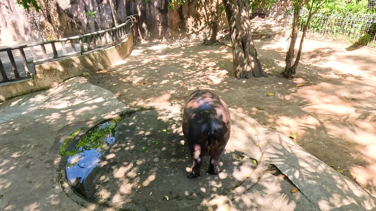 Pygmy hippo exploring its enclosure in Chonburi, Thailand