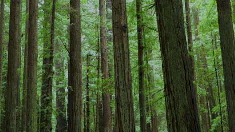 coastal redwood forest at avenue of the giants in northern california