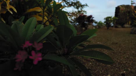 beautiful garden inside fort milford walls tobago, west indies.