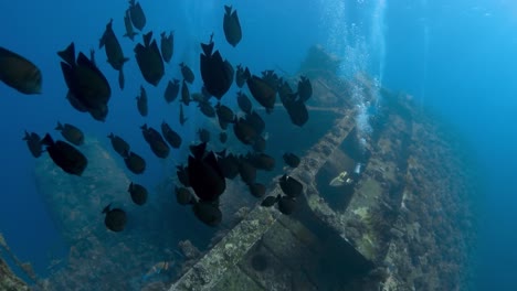 Grandes-Peces-Negros-Nadan-En-Formación-Hacia-El-Naufragio-De-Giannis-D-En-El-Mar-Rojo,-Egipto